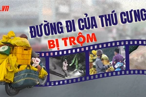 VIDEO ĐIỀU TRA – Bài 2: ‘Thị trường ngầm’ mèo cảnh bị trộm giữa lòng TP.HCM