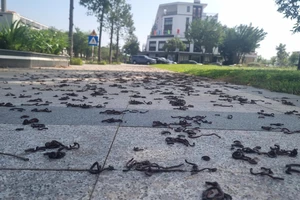 Hàng ngàn con giun đất bò lên vỉa hè, chết la liệt ở Quảng Ngãi