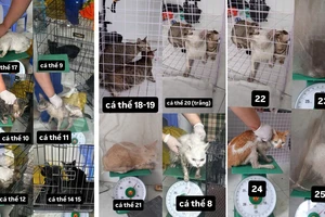 Công an phường Tân Hưng thông báo tìm chủ nhân 32 chó, mèo được giải cứu