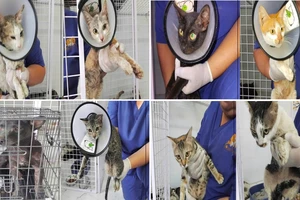 TP.HCM: Công an phường Tân Hưng tìm chủ sở hữu 25 chó, mèo nghi bị trộm