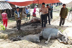 Nhà có sáu con trâu, sét đánh chết năm con