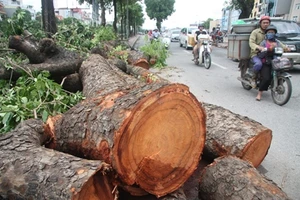 Người Hà Nội vẫn chưa hết bàng hoàng sau cơn bão