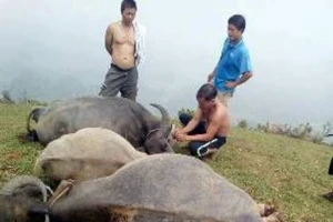 Hi hữu sét đánh chết 5 con trâu cùng lúc