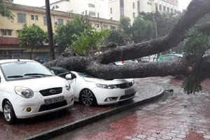 Cây cổ thụ bất ngờ bật gốc đè bẹp ô tô