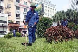 Hà Nội cắt tỉa cỏ trở lại sau 3 tháng 'án binh'