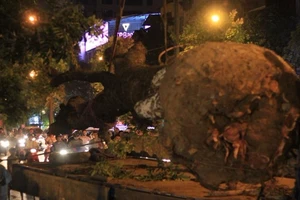 Cả đêm di chuyển những cây cổ thụ trên đường Kim Mã