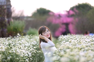 Thiếu nữ Hà thành 'đọ sắc' cùng hoa cúc họa mi