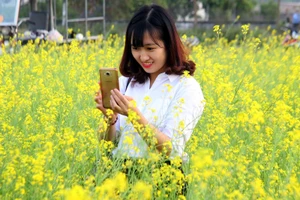 Đồng cải vàng làm mê mẩn giới trẻ Hà Thành