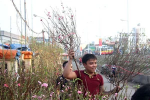 Rạng rỡ, đào Nhật Tân xuống phố phục vụ tết dương lịch