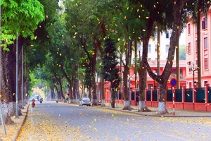 Hà Nội: Say đắm với mùa lá rụng