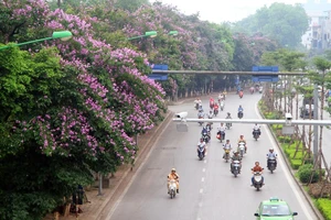 Bằng lăng 'nhuộm tím' đường phố Hà Nội