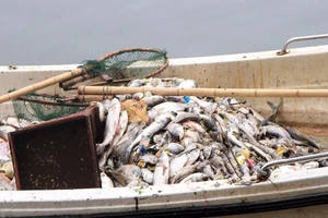 Cá chết lềnh bềnh ở hồ Hoàng Cầu 