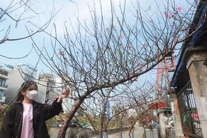 Hà Nội: Đào Nhật Tân xuống phố phục vụ Tết Dương lịch 2022