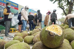 Người dân Hà Nội đổ xô đi 'giải cứu' mít miền Tây