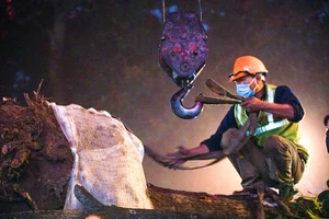 Hà Nội: Xuyên đêm di chuyển cây xanh trên đường Hoàng Quốc Việt dưới trời mưa