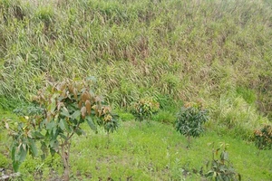 Tìm thấy thi thể nam sinh lớp 8 một tuần mất tích