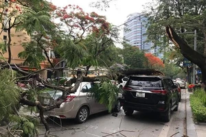 Cây đổ đè 2 ô tô đang chạy trên đường 