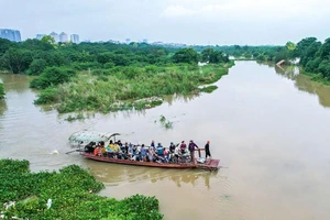 Chùm ảnh: Bãi giữa sông Hồng hóa 'ốc đảo'