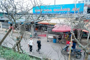 Hà Nội: Hoa lê rừng giá cả triệu đồng xuống phố