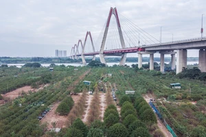 Hà Nội: Làng Nhật Tân tất bật tuốt lá đào để cây ra hoa đúng dịp Tết Nguyên đán 2023