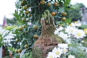 Quất mộc căn - mốt chơi cây cảnh Tết 2023 của nhiều người