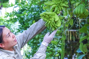 Hà Nội: Nông dân trồng phật thủ 'trúng lớn' dịp cuối năm