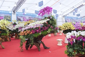 Lan hồ điệp 'nằm' gỗ lũa hút khách mùa Tết