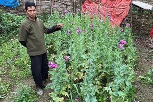 Đang cạo lấy nhựa cây anh túc thì bị công an bắt quả tang