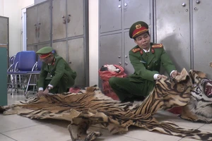 Tạm giữ tài xế taxi vận chuyển sản phẩm nghi từ hổ