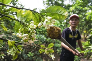 Độc đáo với nghề thụ phấn cho hoa bưởi bằng tay