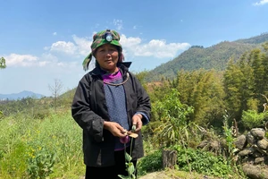 1 phụ nữ trồng gần 2.000 cây thuốc phiện để bán 