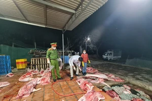 Phát hiện một cơ sở thu mua hơn 1 tấn lợn đã chết