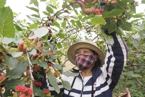 Dâu tằm vào mùa chín đỏ đồng ruộng ngoại thành Hà Nội