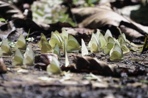 Đắm say với 'thiên đường bướm' ở Cúc Phương