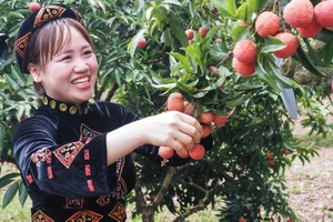 'Toát mồ hôi' với cuộc thi hái vải nhanh ở Bắc Giang