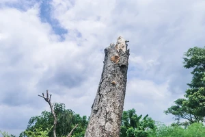 Nhiều cây xanh ở Hà Nội chết khô, bị đốt trụi gốc 