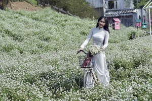 Thiếu nữ Hà Thành mải mê tạo dáng bên vườn cúc họa mi 