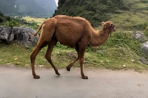 Xôn xao hình ảnh 2 con lạc đà xuất hiện tại Việt Nam