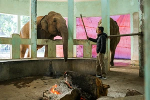 Vườn thú Thủ Lệ kích hoạt biện pháp giữ ấm cho thú dưới thời tiết khắc nghiệt