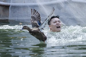 Độc đáo hội thi bắt vịt ở Hà Nội