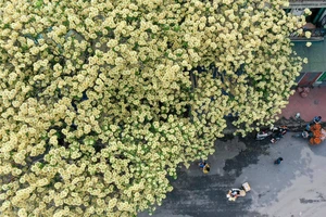 Vẻ đẹp của cây bún 300 tuổi ở Hà Nội đang nở hoa rực rỡ