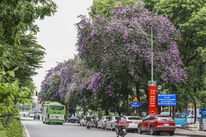 ‘Nắng gửi gì cho hoa bằng lăng, mà đượm màu tím biếc’