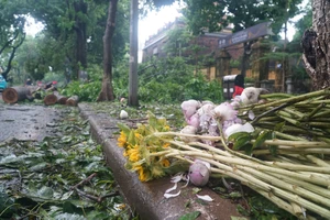 Bão số 3 khiến cây xanh trên phố 'mộng mơ' ở Hà Nội gãy, bật gốc 