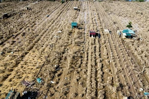 Hà Nội: Hàng nghìn gốc đào bị 'xóa sổ' sau khi lũ sông Hồng rút