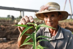 Bão đi qua khiến đào chết hết, người Nhật Tân hối hả 'làm lại từ đầu'