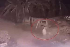 Vĩnh Phúc: Bé gái 5 tuổi bị 2 con chó becgie tấn công tử vong