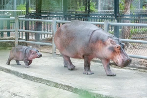 Chú hà mã con được sinh ra đầu tiên tại Hà Nội đã được đặt tên