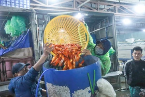 Giá cá vàng tăng cao trước ngày tiễn ông Công, ông Táo về trời