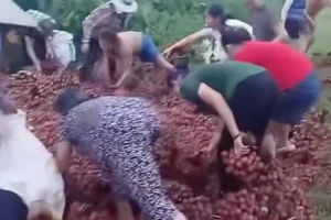 Cặp vợ chồng bị lật xe chở vải thiều nhận được ủng hộ gần đủ tiền sửa xe