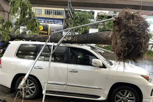 Hà Nội: Mưa giông làm nhiều cây xanh bị đổ, giao thông ùn tắc 